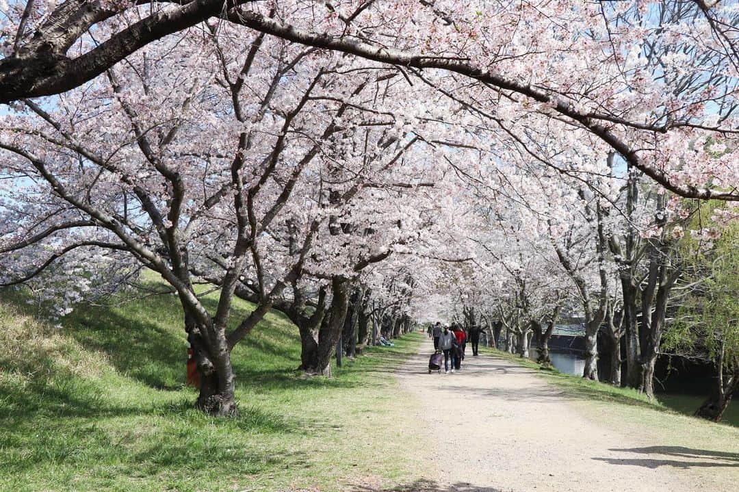 倉敷市さんのインスタグラム写真 - (倉敷市Instagram)「【４月１日酒津公園の桜】 ４月１日に酒津公園配水池付近の桜を撮影してきました。  ランドセル姿の子どもさんを撮影する家族の姿もあちこち。  少し散りかけていますが、この土日は楽しめそうですね。  夜間はライトアップも実施しています。  酒津公園桜ライトアップ 令和５年３月２５日～４月９日 １８時～２１時  #酒津公園 #桜 #さくら #花見 #sakura #桜ライトアップ #夜桜 #倉敷市 #倉敷 #kurashiki #クラシキ文華 #クラシキブンカ #japan #japantrip #travel #trip #旅 #旅行 #instgramjapan #visitjapanjp」4月1日 12時49分 - kurashiki_city