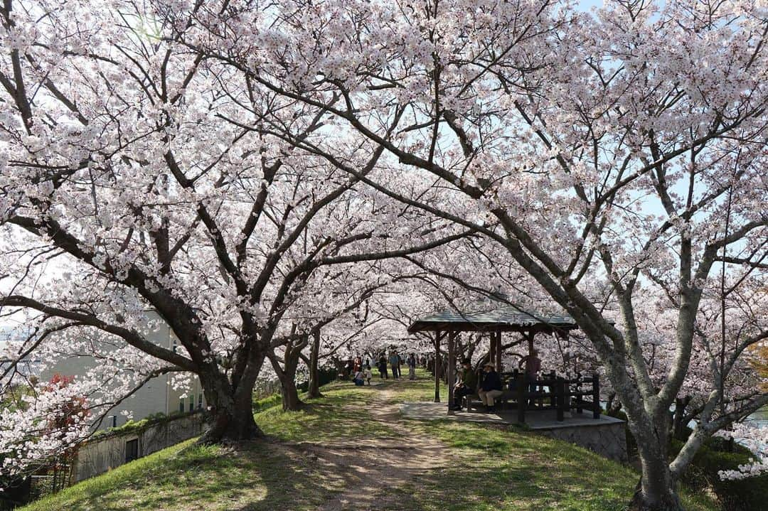 倉敷市さんのインスタグラム写真 - (倉敷市Instagram)「【４月１日酒津公園の桜】 ４月１日に酒津公園配水池付近の桜を撮影してきました。  ランドセル姿の子どもさんを撮影する家族の姿もあちこち。  少し散りかけていますが、この土日は楽しめそうですね。  夜間はライトアップも実施しています。  酒津公園桜ライトアップ 令和５年３月２５日～４月９日 １８時～２１時  #酒津公園 #桜 #さくら #花見 #sakura #桜ライトアップ #夜桜 #倉敷市 #倉敷 #kurashiki #クラシキ文華 #クラシキブンカ #japan #japantrip #travel #trip #旅 #旅行 #instgramjapan #visitjapanjp」4月1日 12時49分 - kurashiki_city