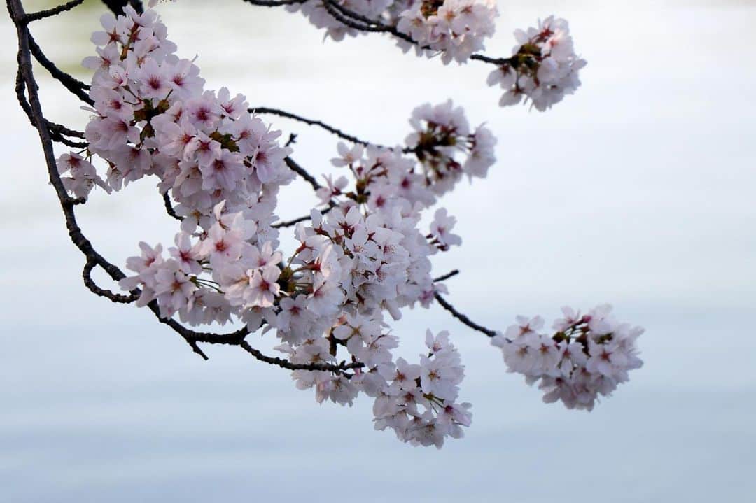 倉敷市さんのインスタグラム写真 - (倉敷市Instagram)「【４月１日酒津公園の桜】 ４月１日に酒津公園配水池付近の桜を撮影してきました。  ランドセル姿の子どもさんを撮影する家族の姿もあちこち。  少し散りかけていますが、この土日は楽しめそうですね。  夜間はライトアップも実施しています。  酒津公園桜ライトアップ 令和５年３月２５日～４月９日 １８時～２１時  #酒津公園 #桜 #さくら #花見 #sakura #桜ライトアップ #夜桜 #倉敷市 #倉敷 #kurashiki #クラシキ文華 #クラシキブンカ #japan #japantrip #travel #trip #旅 #旅行 #instgramjapan #visitjapanjp」4月1日 12時49分 - kurashiki_city