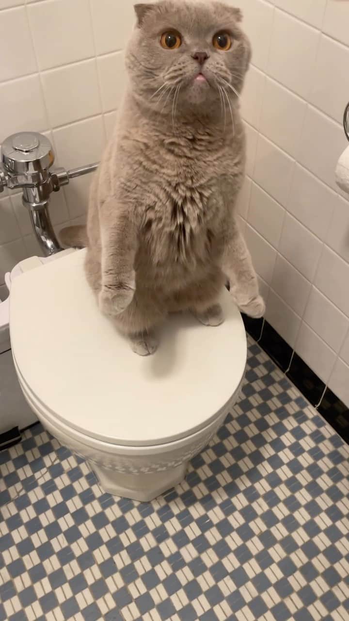 Millaのインスタグラム：「Milla said you gotta buy something first before you use the restroom here!  #MillaTheCat」