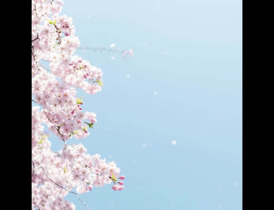 LAVONS / ラボンのインスタグラム：「今年も桜の季節が訪れました🌸綺麗な桜に癒されて、春の季節を楽しんで！  #ラボン #lavons #今日も恋するラボンする ＃桜」