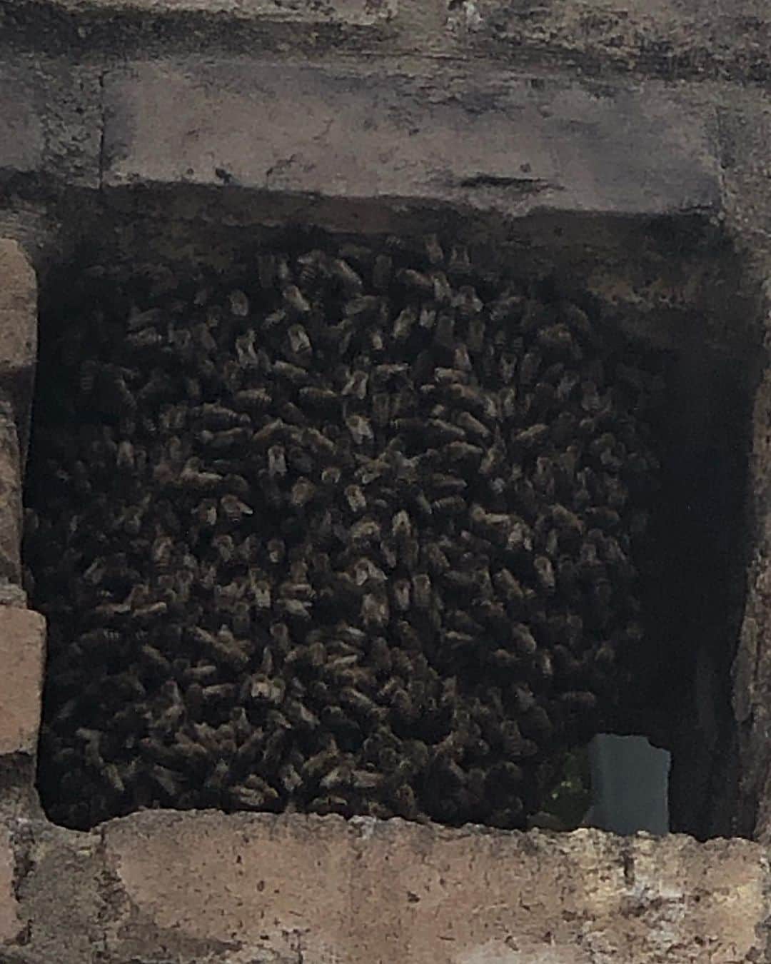 大和田獏さんのインスタグラム写真 - (大和田獏Instagram)「昨日家に帰って来たら、我が家の塀にミツバチが大量に集まっていました。 家の前で道路工事をしていた人によると、あっという間に集まって来たみたいです。 業者に頼んで生け取りにして駆除してもらいました。」4月1日 13時14分 - bakuowada