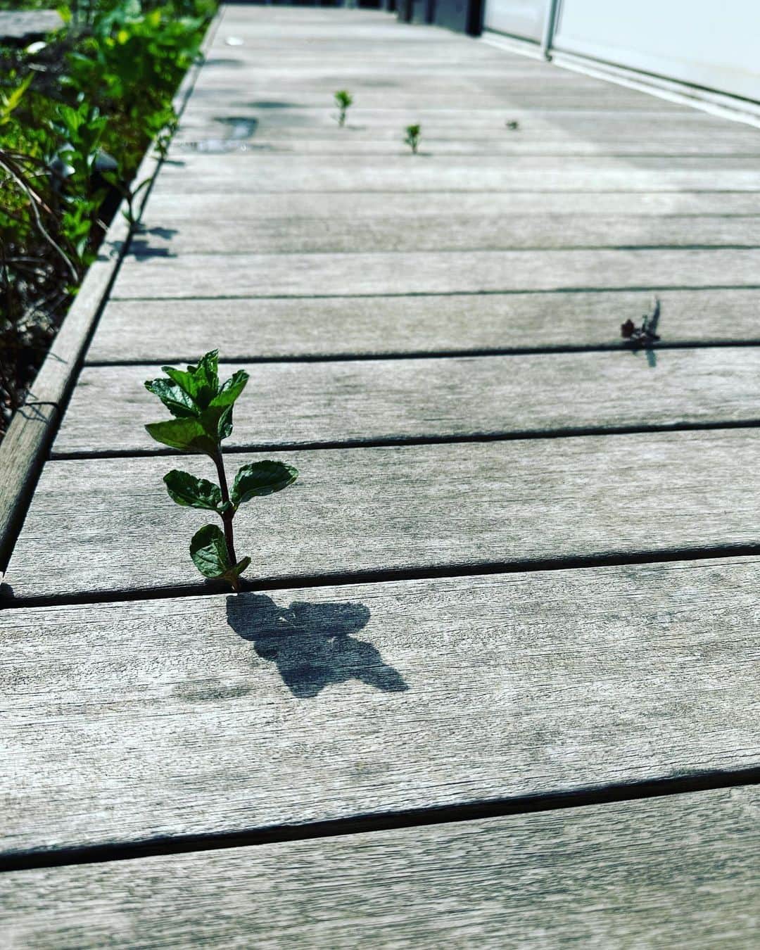 二ノ宮知子さんのインスタグラム写真 - (二ノ宮知子Instagram)「草むしりシーズン到来。 次男が一瞬手伝ってくれたけどすぐ消えた🏃‍♂️」4月1日 13時09分 - tomokoninomiyaa