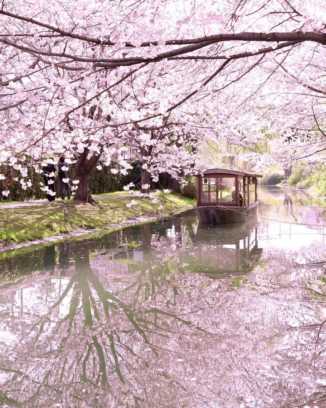 のインスタグラム：「伏見十石舟 Kyoto Fushimi Jikkokubune Boat Cruise リフレクションで花筏に」