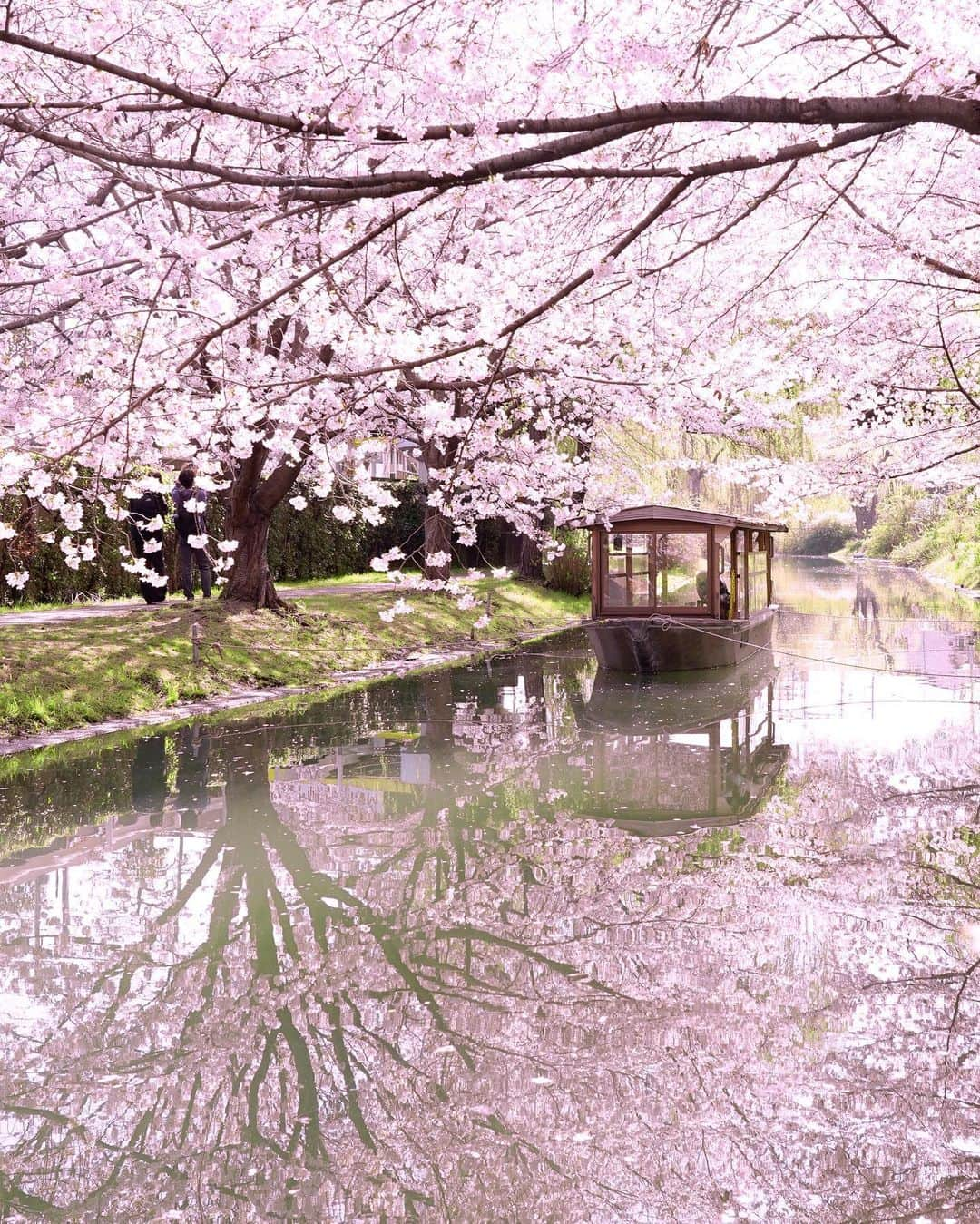 masayaのインスタグラム：「伏見十石舟 Kyoto Fushimi Jikkokubune Boat Cruise リフレクションで花筏に」