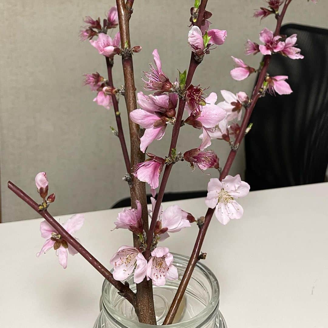 森田繁さんのインスタグラム写真 - (森田繁Instagram)「桜の時期に桃の花見とは、贅沢すぎてバチが当たらぁ」4月1日 13時11分 - siglic
