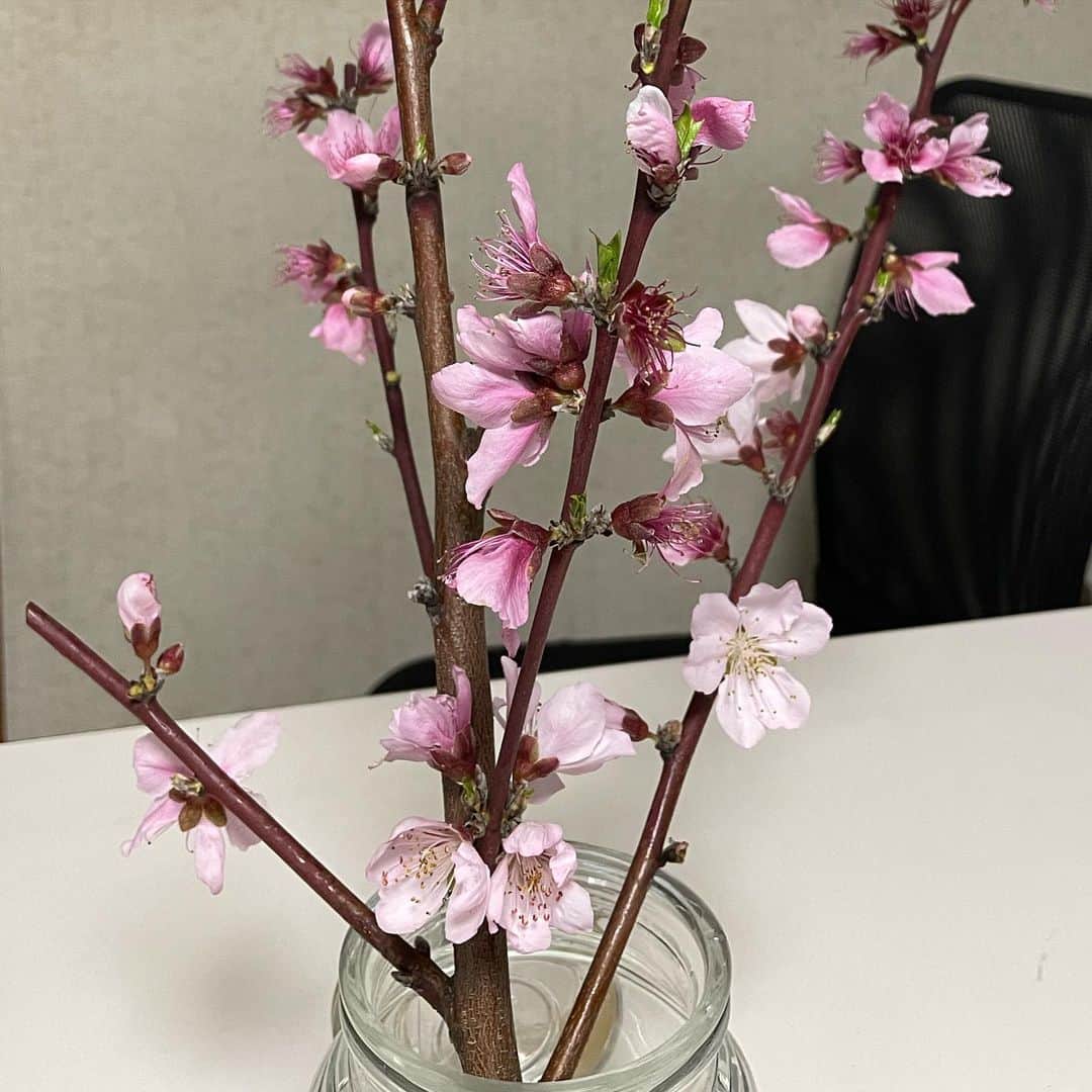 森田繁のインスタグラム：「桜の時期に桃の花見とは、贅沢すぎてバチが当たらぁ」