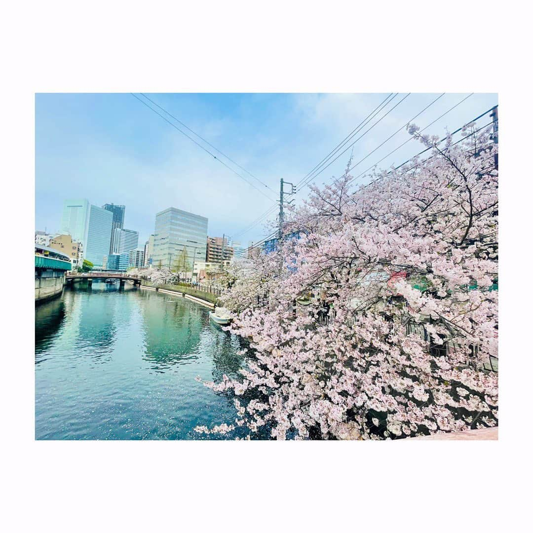 杜野まこさんのインスタグラム写真 - (杜野まこInstagram)「🌸4月🌸  お仕事帰りにお散歩。 大岡川の桜　綺麗だったな〜✨ ちょっと寄り道しただけでもすごくリフレッシュになった❣️ 感謝🙏✨  今日から4月・新年度ですね☺️ 新たな心で晴れやかに たくさんの笑顔と出会っていけますように✨✨✨✨  ここからますます幸あれ♡  #4月 ＃桜 #神奈川 #大岡川 #自然パワー #リフレッシュ #お散歩 #新年度  #心 #晴れやかに #新たなスタート #幸あれ  #japan #kanagawa #beautiful」4月1日 13時51分 - makomorino