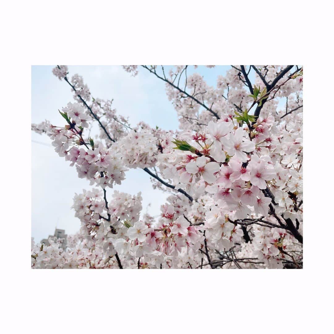 杜野まこさんのインスタグラム写真 - (杜野まこInstagram)「🌸4月🌸  お仕事帰りにお散歩。 大岡川の桜　綺麗だったな〜✨ ちょっと寄り道しただけでもすごくリフレッシュになった❣️ 感謝🙏✨  今日から4月・新年度ですね☺️ 新たな心で晴れやかに たくさんの笑顔と出会っていけますように✨✨✨✨  ここからますます幸あれ♡  #4月 ＃桜 #神奈川 #大岡川 #自然パワー #リフレッシュ #お散歩 #新年度  #心 #晴れやかに #新たなスタート #幸あれ  #japan #kanagawa #beautiful」4月1日 13時51分 - makomorino