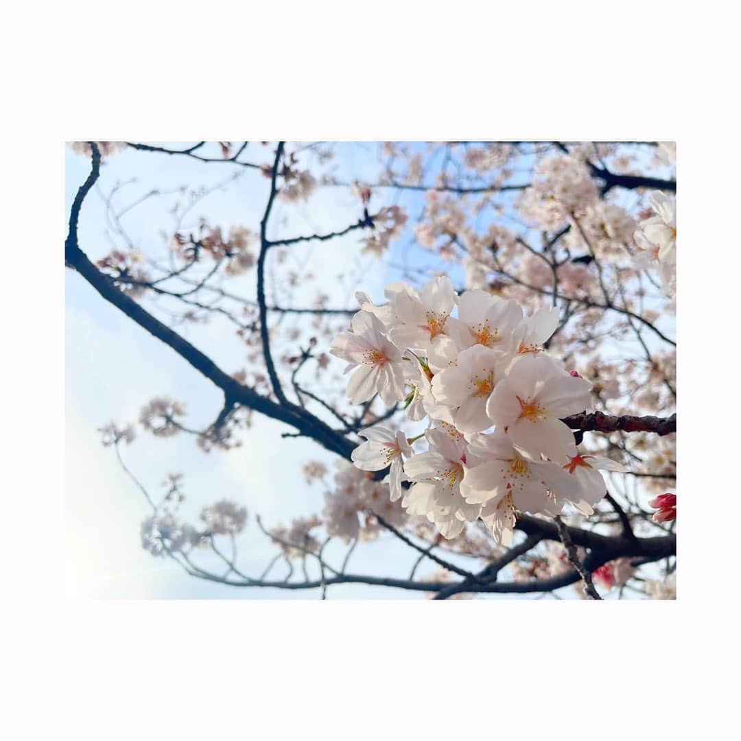 杜野まこさんのインスタグラム写真 - (杜野まこInstagram)「🌸4月🌸  お仕事帰りにお散歩。 大岡川の桜　綺麗だったな〜✨ ちょっと寄り道しただけでもすごくリフレッシュになった❣️ 感謝🙏✨  今日から4月・新年度ですね☺️ 新たな心で晴れやかに たくさんの笑顔と出会っていけますように✨✨✨✨  ここからますます幸あれ♡  #4月 ＃桜 #神奈川 #大岡川 #自然パワー #リフレッシュ #お散歩 #新年度  #心 #晴れやかに #新たなスタート #幸あれ  #japan #kanagawa #beautiful」4月1日 13時51分 - makomorino