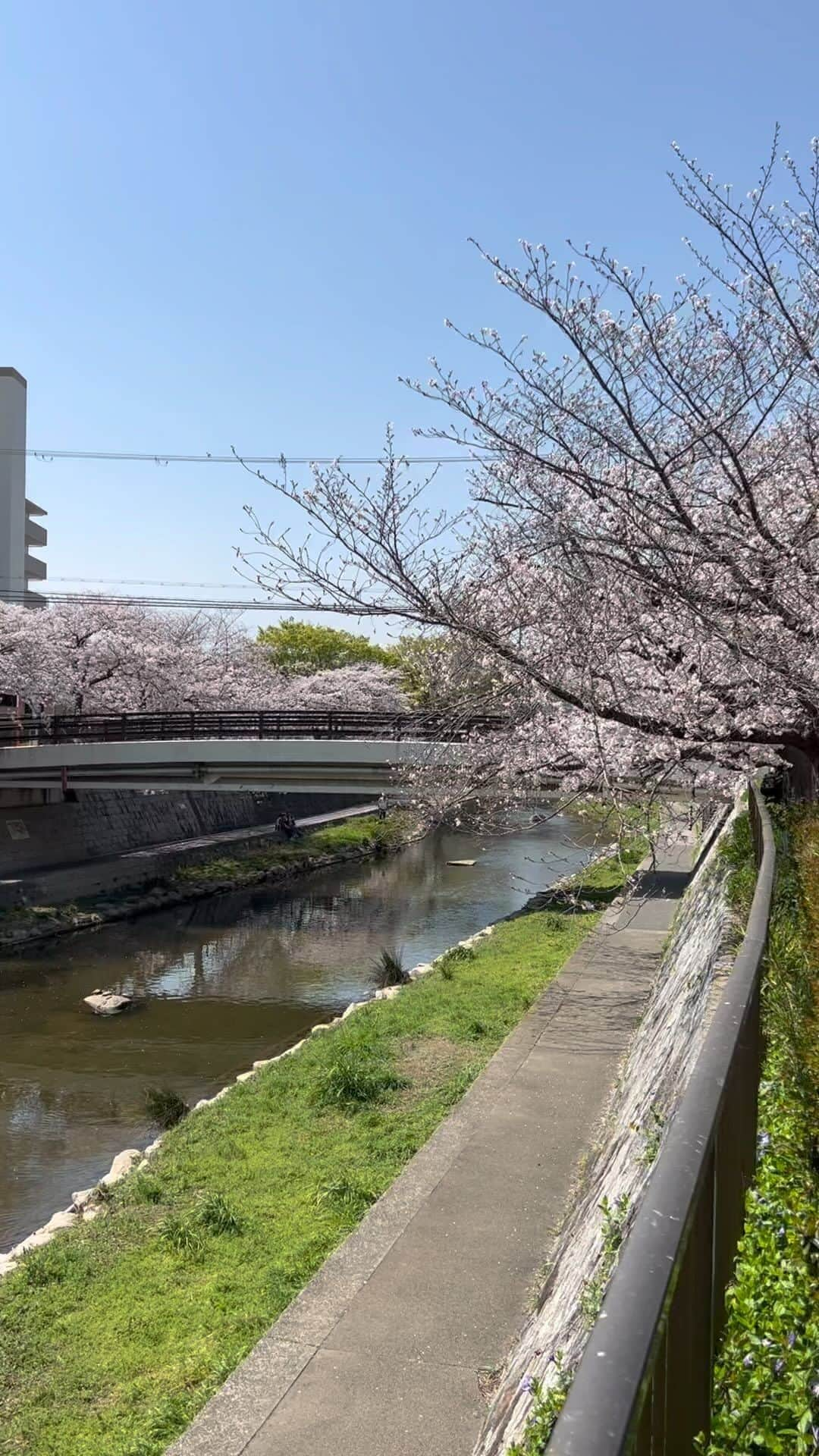 浅越しのぶのインスタグラム：「お昼は桜の下でお弁当🌸 #園田学園テニス部」