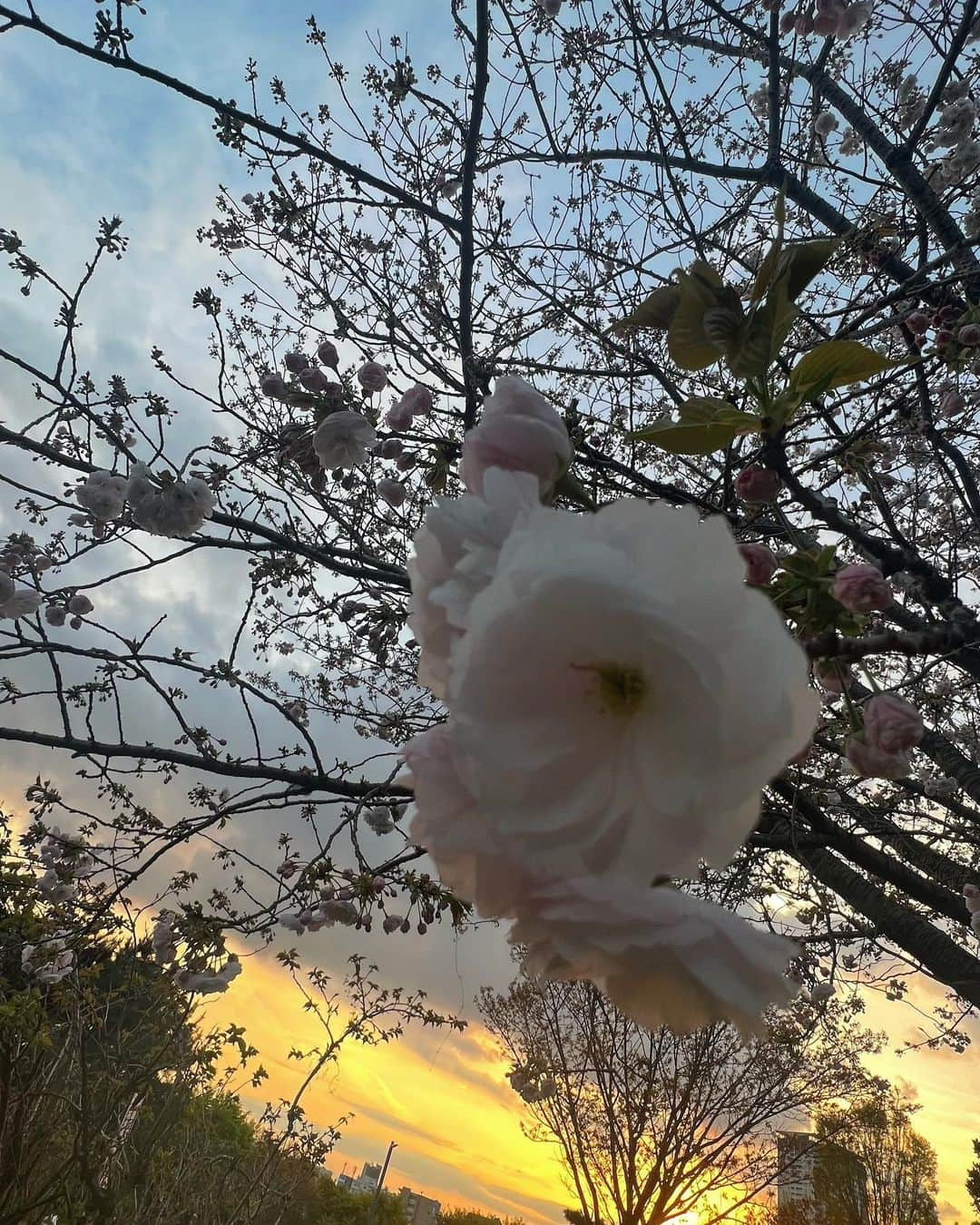 菜々香さんのインスタグラム写真 - (菜々香Instagram)「4月ー！🌸🌸🌸 お花見で人が賑わっている。 楽しそうな声がいっぱい聞こえる。 新しいエネルギーぎゅわんぎゅわんしている。  #🌸#selfie#outfitoftheday #mood #ボブ #菜々香#nanaka#singer#actor」4月1日 14時04分 - 7.na_na_ka