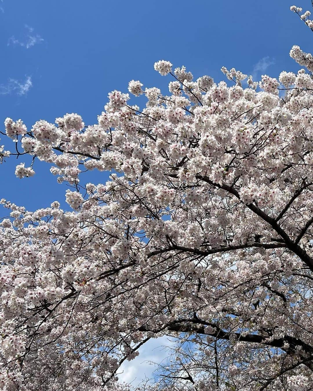 菜々香さんのインスタグラム写真 - (菜々香Instagram)「4月ー！🌸🌸🌸 お花見で人が賑わっている。 楽しそうな声がいっぱい聞こえる。 新しいエネルギーぎゅわんぎゅわんしている。  #🌸#selfie#outfitoftheday #mood #ボブ #菜々香#nanaka#singer#actor」4月1日 14時04分 - 7.na_na_ka