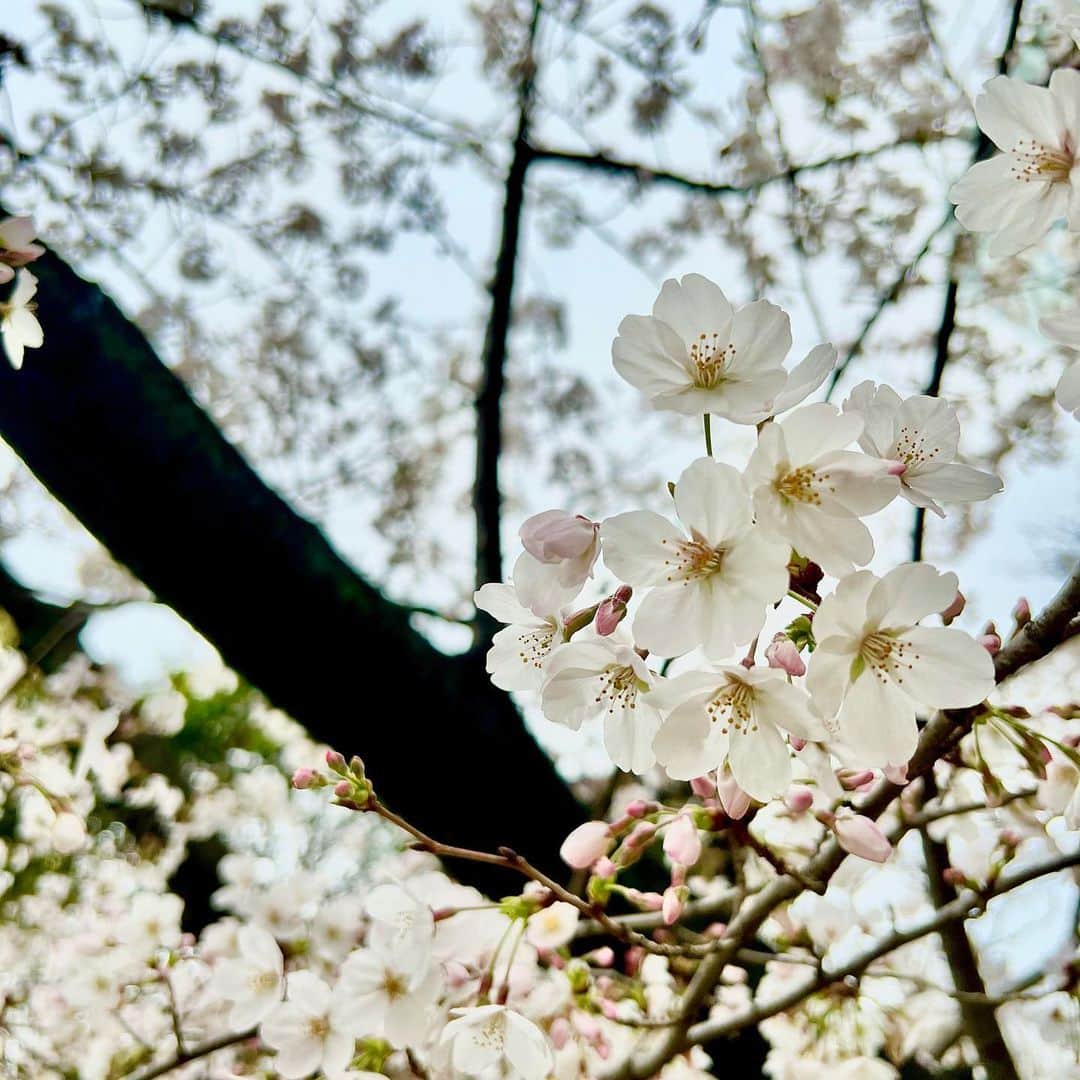 小梅えなさんのインスタグラム写真 - (小梅えなInstagram)「4月😊今月もえなっちをよろしくね〜🫶🏻 ͗ ͗ ͗ ͗ 💗 東京タワーと桜🗼🌸*･皆さんにおすそ分け😌✨️  #小梅えな #enakoume  #えなっち #av女優 #jav #桜 #東京タワー #4月」4月1日 14時07分 - ena__koume