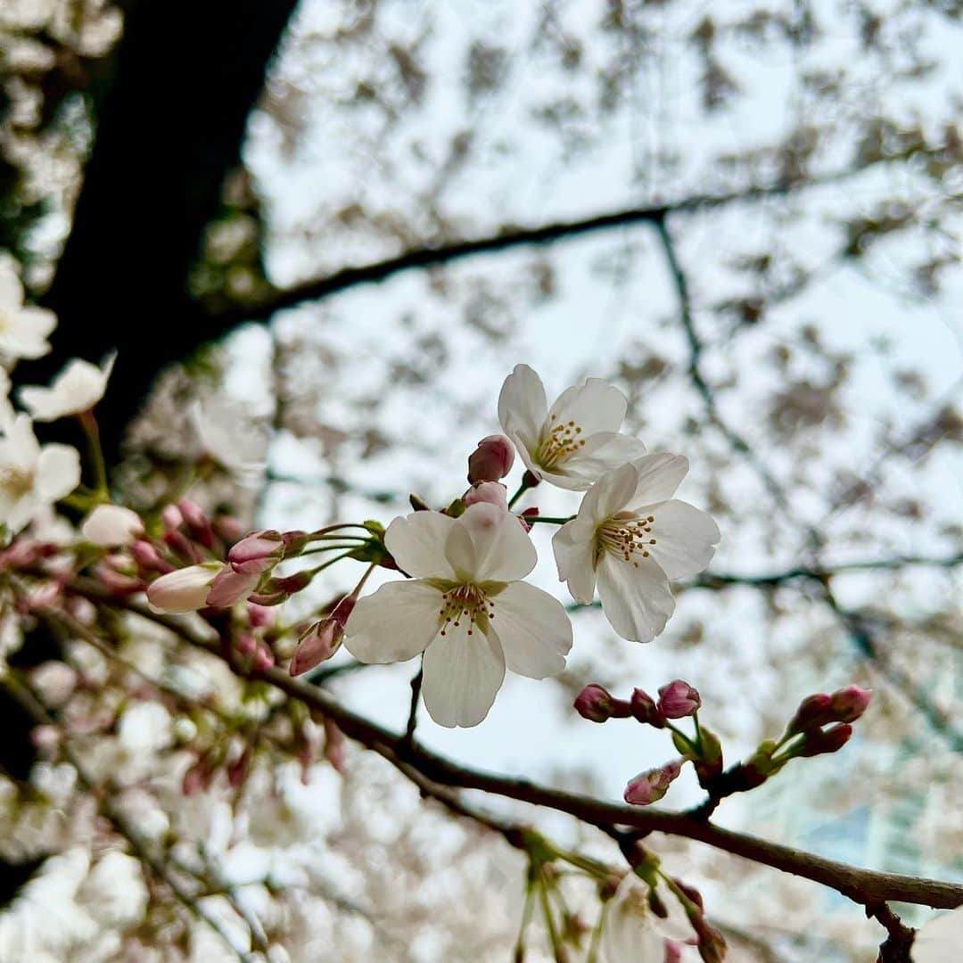 小梅えなさんのインスタグラム写真 - (小梅えなInstagram)「4月😊今月もえなっちをよろしくね〜🫶🏻 ͗ ͗ ͗ ͗ 💗 東京タワーと桜🗼🌸*･皆さんにおすそ分け😌✨️  #小梅えな #enakoume  #えなっち #av女優 #jav #桜 #東京タワー #4月」4月1日 14時07分 - ena__koume