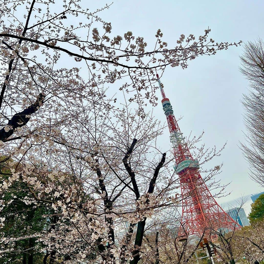 小梅えなのインスタグラム：「4月😊今月もえなっちをよろしくね〜🫶🏻 ͗ ͗ ͗ ͗ 💗 東京タワーと桜🗼🌸*･皆さんにおすそ分け😌✨️  #小梅えな #enakoume  #えなっち #av女優 #jav #桜 #東京タワー #4月」