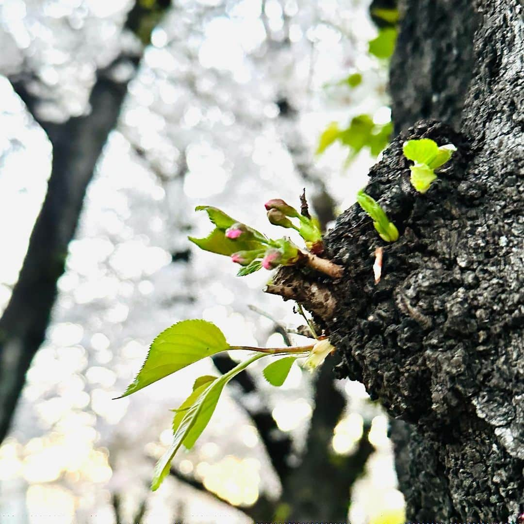 小渕健太郎のインスタグラム：「一年ぶりの目覚め。 2023年の春へようこそ。  #桜#蕾」