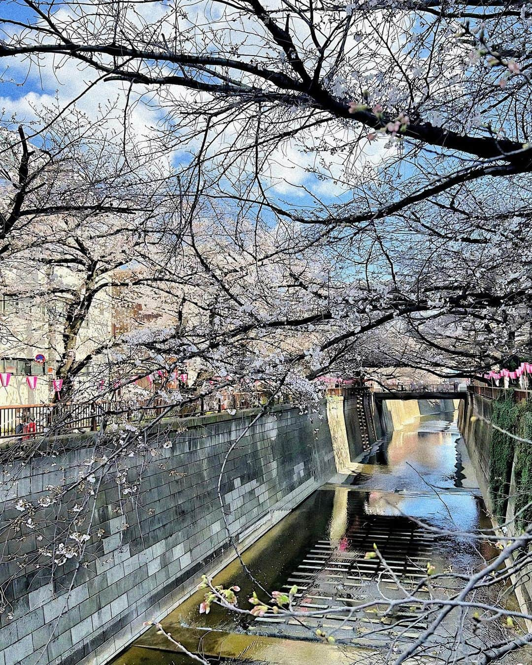 辻井美香さんのインスタグラム写真 - (辻井美香Instagram)「Hello, April🌸  今週、もう少し桜を楽しめるかな？😍  📍目黒川桜並木/Meguro River Cherry Blossoms Promenade（中目黒/ Nakameguro, Tokyo）  #目黒川の桜 #目黒川沿い桜並木 #中目黒桜 #中目黒 #meguroriver #megurorivercherryblossom #桜 #桜スポット #桜並木 #sakura🌸 #cherryblossom #tokyo #tokyojapan #gu #ジーユーコーデ」4月1日 14時13分 - tsujii_yoshika