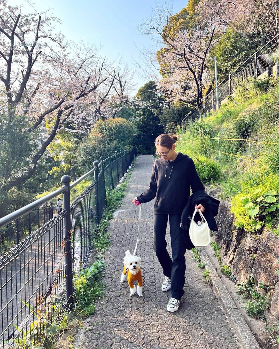 本多末奈さんのインスタグラム写真 - (本多末奈Instagram)「今日は思いつきでお花見散歩🌸🍡  もう満開！もしくは散り始めだったけど とても綺麗でした✨ お散歩コース以外のお散歩久しぶりで 楽しかったね🐶♡  初卸の @hereiam.official のメッシュバッグが 小さいのにたくさん荷物入るし とても軽くて最高でした👜♪ これは重宝します❤️‍🔥  今日エイプリルフールなのに 嘘つくの忘れたなぁ〜、、🤥  #お散歩コーデ #お花見散歩 #メッシュバッグ #犬のいる暮らし #ブラックコーデ  #helloapril #celine #doglover #doglife #hereiam #blackcode #levisjeans #converse」4月1日 23時35分 - honda_mana