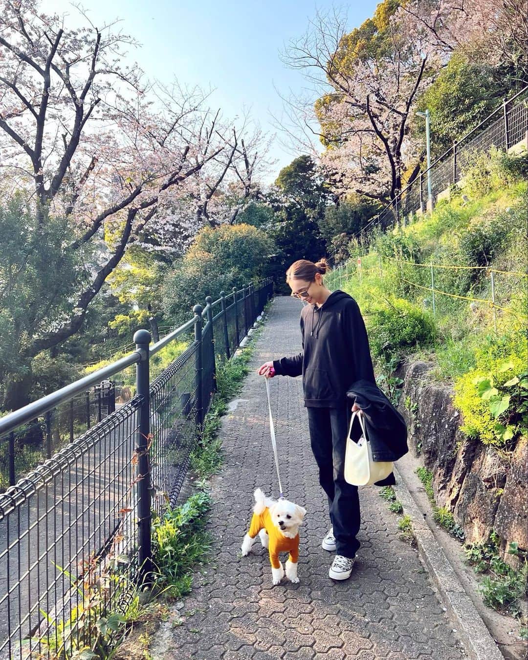 本多末奈さんのインスタグラム写真 - (本多末奈Instagram)「今日は思いつきでお花見散歩🌸🍡  もう満開！もしくは散り始めだったけど とても綺麗でした✨ お散歩コース以外のお散歩久しぶりで 楽しかったね🐶♡  初卸の @hereiam.official のメッシュバッグが 小さいのにたくさん荷物入るし とても軽くて最高でした👜♪ これは重宝します❤️‍🔥  今日エイプリルフールなのに 嘘つくの忘れたなぁ〜、、🤥  #お散歩コーデ #お花見散歩 #メッシュバッグ #犬のいる暮らし #ブラックコーデ  #helloapril #celine #doglover #doglife #hereiam #blackcode #levisjeans #converse」4月1日 23時35分 - honda_mana