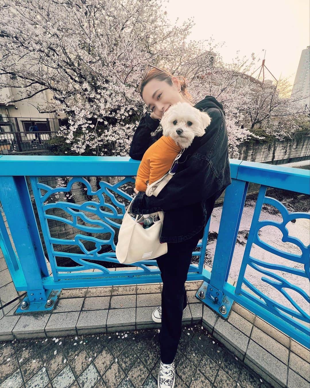 本多末奈さんのインスタグラム写真 - (本多末奈Instagram)「今日は思いつきでお花見散歩🌸🍡  もう満開！もしくは散り始めだったけど とても綺麗でした✨ お散歩コース以外のお散歩久しぶりで 楽しかったね🐶♡  初卸の @hereiam.official のメッシュバッグが 小さいのにたくさん荷物入るし とても軽くて最高でした👜♪ これは重宝します❤️‍🔥  今日エイプリルフールなのに 嘘つくの忘れたなぁ〜、、🤥  #お散歩コーデ #お花見散歩 #メッシュバッグ #犬のいる暮らし #ブラックコーデ  #helloapril #celine #doglover #doglife #hereiam #blackcode #levisjeans #converse」4月1日 23時35分 - honda_mana