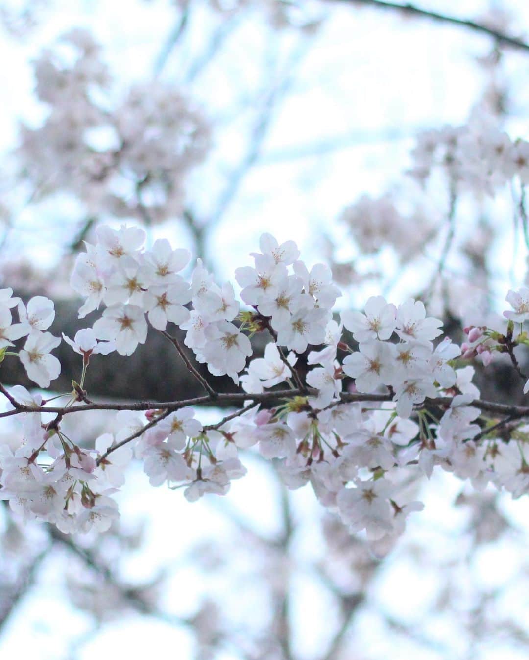 yukaさんのインスタグラム写真 - (yukaInstagram)「桜の木の下。  #桜 #team_jp_flower  #igersjp  #photo_jpn #daily_photo_jpn #東京カメラ部 #genic_mag #カメカリ #reco_ig  #写真好きな人と繋がりたい  #何気ない瞬間を残したい #as_archive  #iedemo_graphy #ファインダー越しの私の世界 #jp_mood #best_photogram #tv_flowers #私の花の写真 #tv_fadingbeauty #best_moment_flower #bus_flowers #花フレンド #flowerstagram #ig_flowers #flowerphotography #ひがしみかわ  #クラストコ #豊橋」4月1日 23時50分 - yuka_ff