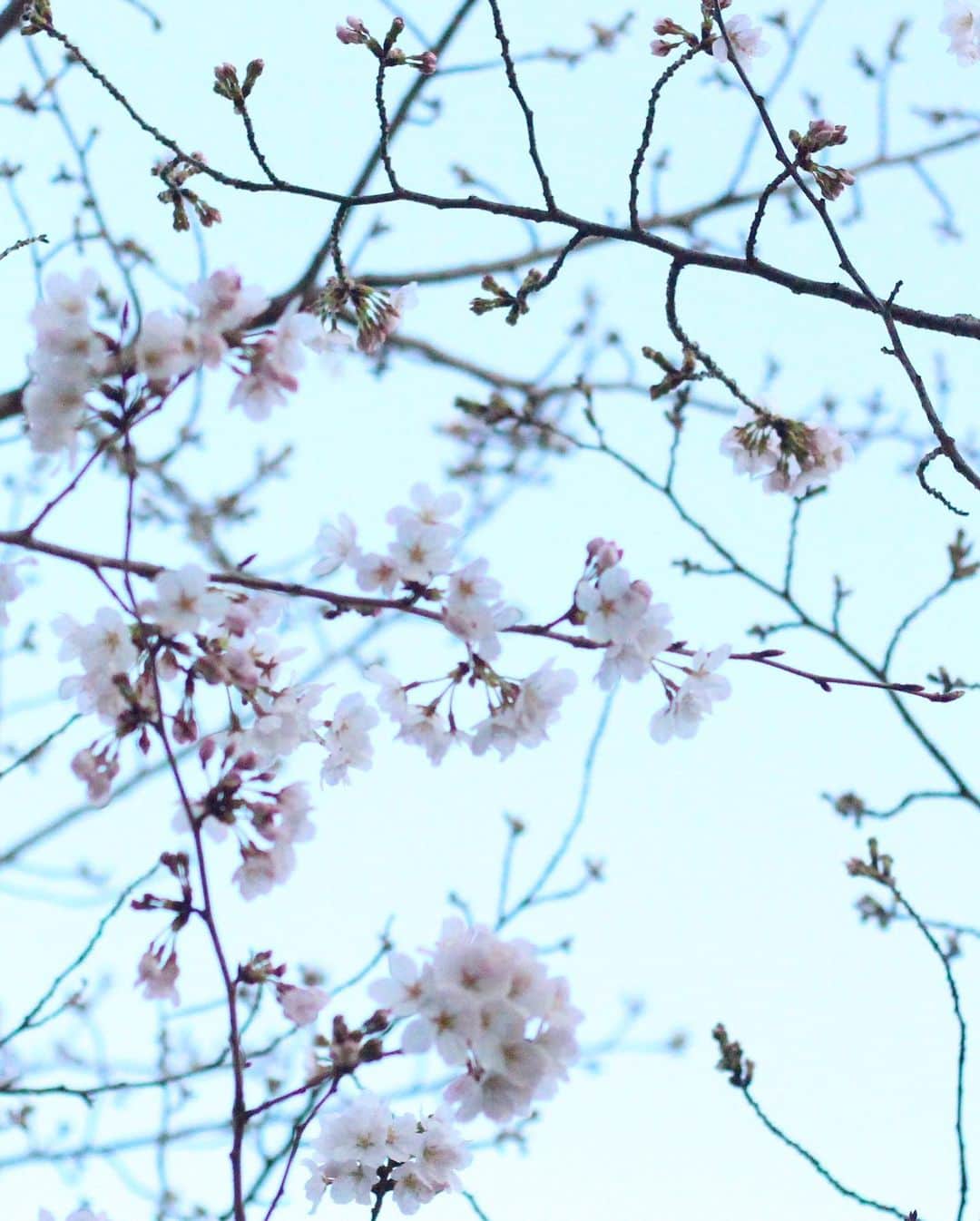 yukaさんのインスタグラム写真 - (yukaInstagram)「桜の木の下。  #桜 #team_jp_flower  #igersjp  #photo_jpn #daily_photo_jpn #東京カメラ部 #genic_mag #カメカリ #reco_ig  #写真好きな人と繋がりたい  #何気ない瞬間を残したい #as_archive  #iedemo_graphy #ファインダー越しの私の世界 #jp_mood #best_photogram #tv_flowers #私の花の写真 #tv_fadingbeauty #best_moment_flower #bus_flowers #花フレンド #flowerstagram #ig_flowers #flowerphotography #ひがしみかわ  #クラストコ #豊橋」4月1日 23時50分 - yuka_ff