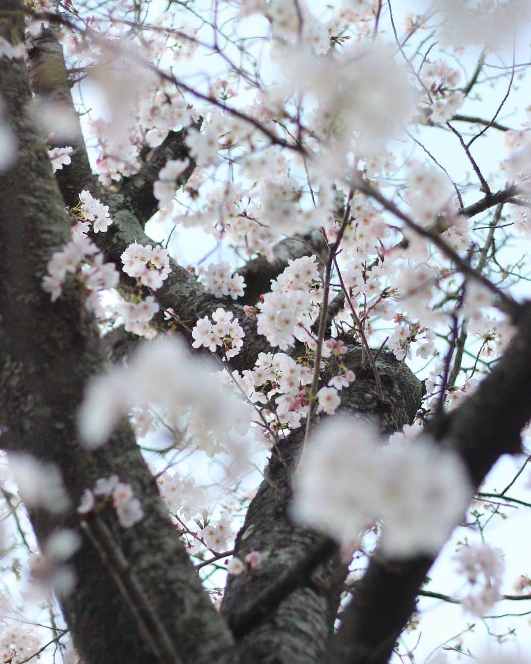 yukaのインスタグラム：「桜の木の下。  #桜 #team_jp_flower  #igersjp  #photo_jpn #daily_photo_jpn #東京カメラ部 #genic_mag #カメカリ #reco_ig  #写真好きな人と繋がりたい  #何気ない瞬間を残したい #as_archive  #iedemo_graphy #ファインダー越しの私の世界 #jp_mood #best_photogram #tv_flowers #私の花の写真 #tv_fadingbeauty #best_moment_flower #bus_flowers #花フレンド #flowerstagram #ig_flowers #flowerphotography #ひがしみかわ  #クラストコ #豊橋」