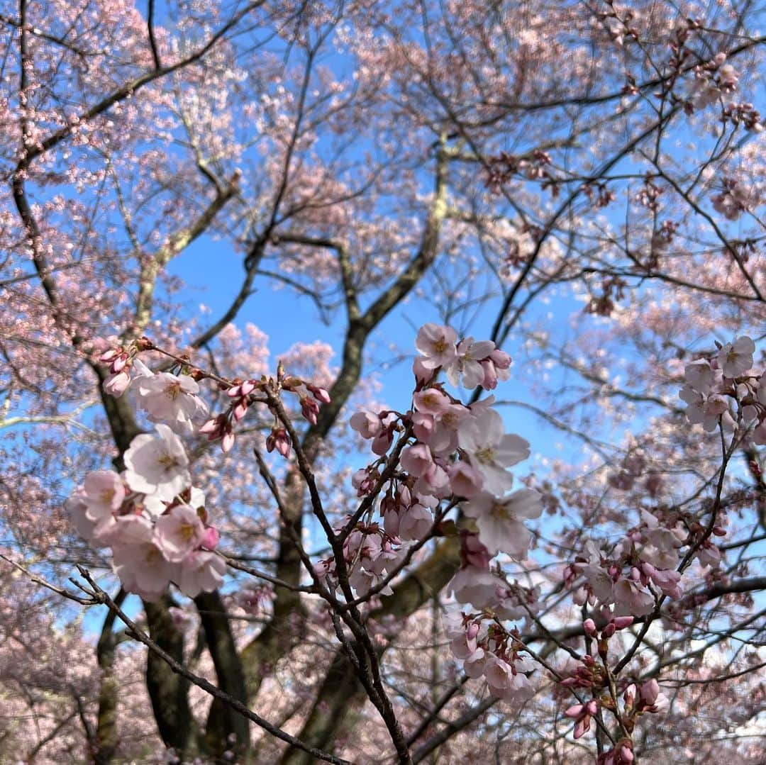 園田あいかさんのインスタグラム写真 - (園田あいかInstagram)「🌸𓂃𓈒𓏸︎︎︎︎⁡  長野県の高藤城址公園 行ってきました  こんなに満開の桜を 見た事が無かったので 感動でした … ❁⃘𓈒𓏸」4月1日 23時45分 - for__offwhitey_9