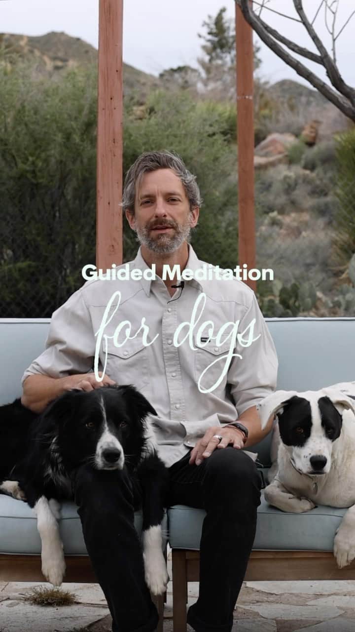 Andrew Knappのインスタグラム：「Play this for your dog while you step out. Full video also available on YouTube.   Nama stay.」