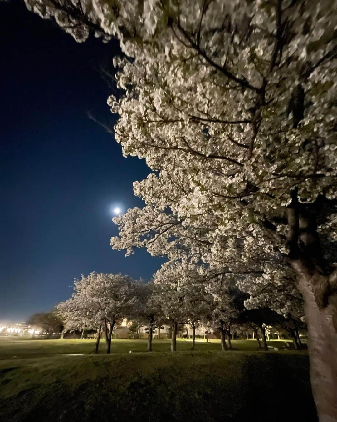 朝比奈沙樹のインスタグラム：「夜桜🌸  #sakura🌸 #cherryblossom #桜」