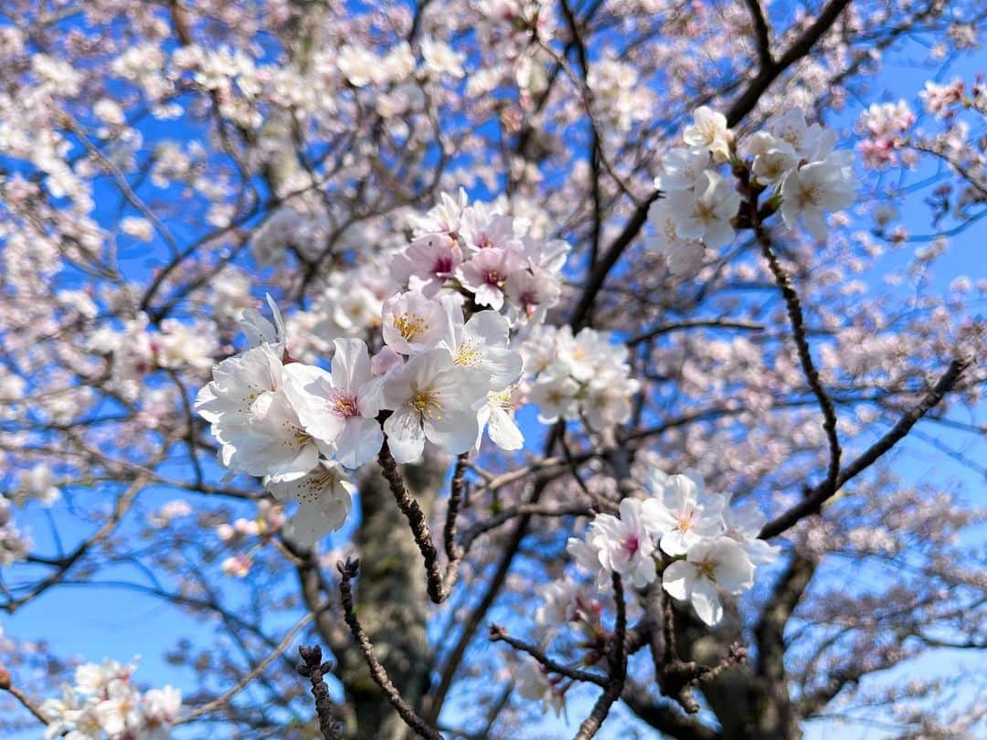 平山雅さんのインスタグラム写真 - (平山雅Instagram)「花も団子も🌸🍡 よくばりに🫶  4月スタート！今年度もはじまりました！ 今年もマイペースに投稿していきます〜🫡🌸  #4月1日 #新年度 #スタート #お花見 #桜 #満開 #三色団子  #よくばり #休日 #友と夫とお花見  #平山雅」4月2日 0時12分 - miyabi_hirayama114