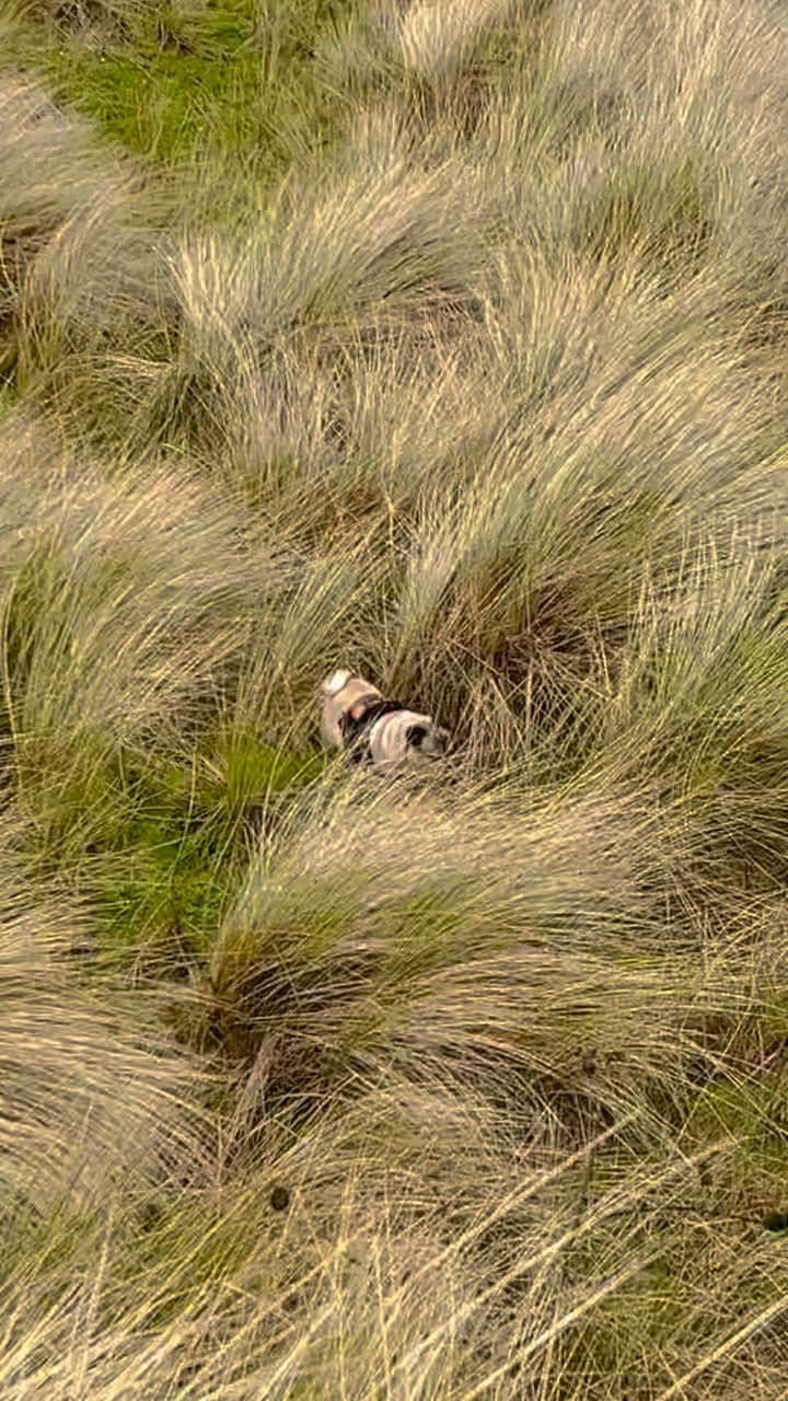 ゴラン・ヴィシュニックのインスタグラム：「There's a dangerous creature hiding in the grass at the end of the video....😉😂 #cornwall @leftytheclefty_uk」