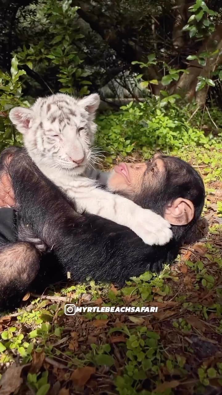 Baby Animalsのインスタグラム：「These 2 babies are having a cuddle sesh 🥹  📸: @myrtlebeachsafari   #cutetiger #tigercub #cutecub #chimpanzee #animalovers #animallife #cuddles #cuddlebuddy #cuddletime #animalsofinstagram #cuteanimals」