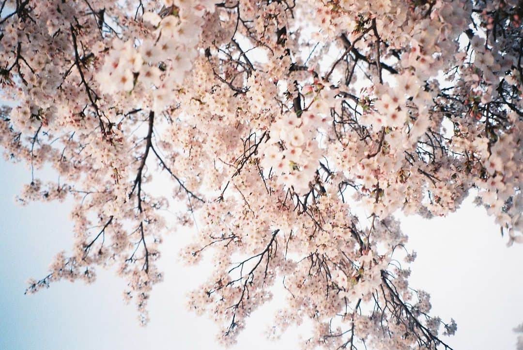 雪見みとさんのインスタグラム写真 - (雪見みとInstagram)「こんにちは4月🌸  1枚目は私が今まで撮ったフィルムの中で1番好きな写真。  色も構図もシチュエーションも全部納得いくってなかなかない。  ちゃんとしたお花見出来てなかったので、幼なじみと急遽夜桜を見てきました。ずっと喋ってるとどれだけ歩いても疲れないから不思議。  さて、4月になったからといって年度も何も私には関係ないんだけど、気合い入れ直さなきゃなって思います。  がんばろ。   #ゆきみとフィルム  #フィルム  #film」4月2日 0時44分 - yukimi_mito