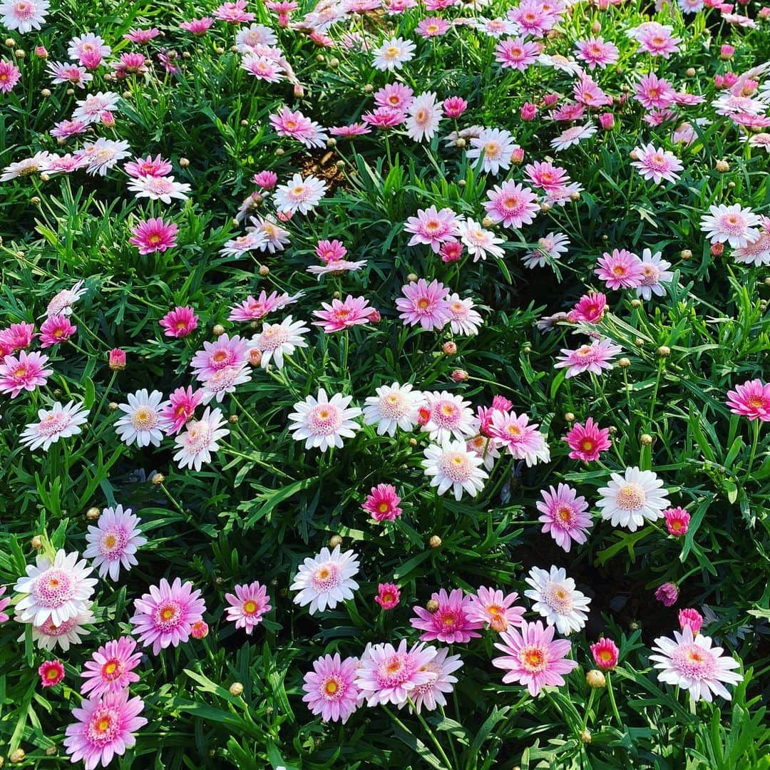 西川忠志さんのインスタグラム写真 - (西川忠志Instagram)「かわいい花🌸  今日もロケに出かけております。 綺麗な花が咲いています。 なんていう花かな？😊  ロケ終わりは 明日の神戸文化ホールにて公演の 吉本新喜劇のお稽古です。  大阪は今日も過ごしやすい いいお天気です。  感謝 西川忠志」4月1日 16時07分 - nishikawa_tada