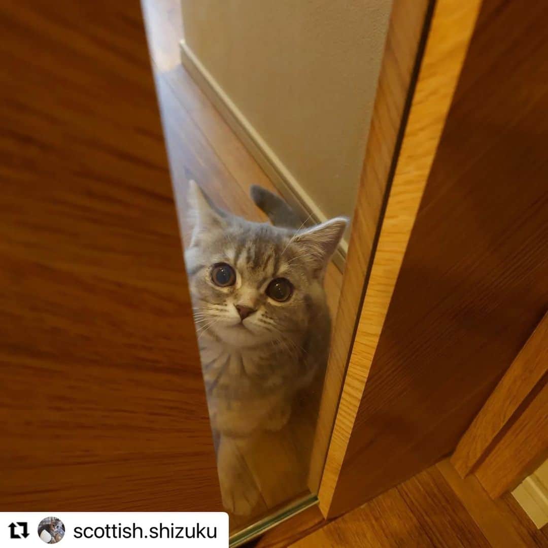 【公式】いぬのきもち・ねこのきもちのインスタグラム：「#Repost @scottish.shizuku さんのしずくちゃん。  行っちゃうの？ お仕事、行っちゃうの？ 行かないで💧  「仕事さぼっちゃおうかな…」  って、なりますよね❓😅  ハッシュタグ #いぬのきもち #ねこのきもち に投稿いただいた可愛い写真をご紹介しています！ 「いぬのきもちWEB　MAGAZINE」、「ねこのきもちWEB MAGAZINE」でもご紹介させていただくことも！  -------------------  . #ねこ #猫  #ねこすたぐらむ #ねこのきもち #ねこ好き #ねこと暮らす #ねこ好きさんと繋がりたい #猫好きな人と繋がりたい #猫がいる生活 #猫と暮らす#猫好き #cat #catstagram #catsofinstagram #cats_of_instagram  #スコティッシュフォールド #ブルータビー」