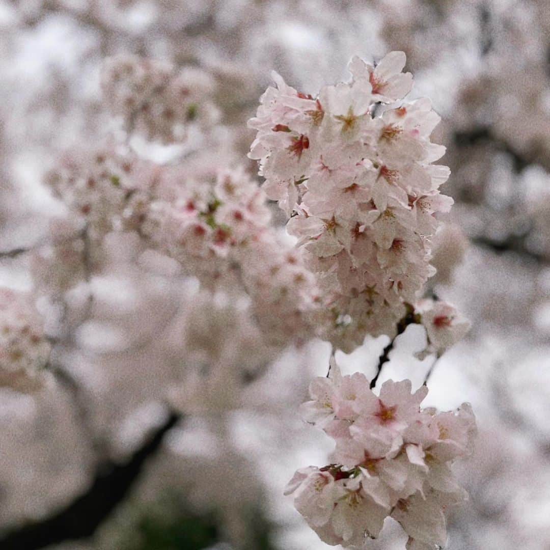 沢井美空のインスタグラム：「🌸」