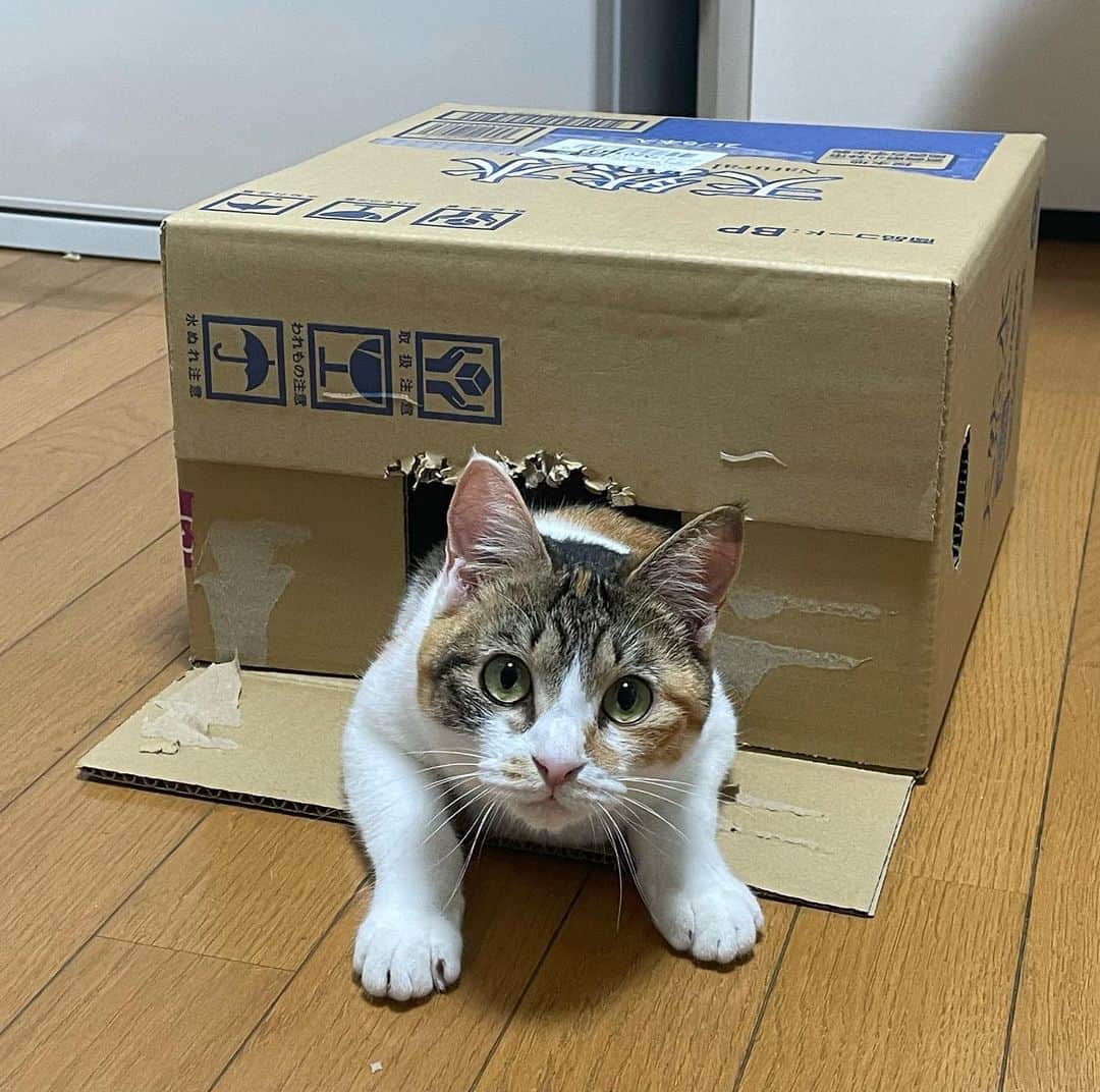 のインスタグラム：「かわいい。 1歳になってもずっと赤ちゃんの顔してる。   #猫のいる暮らし   #保護猫」