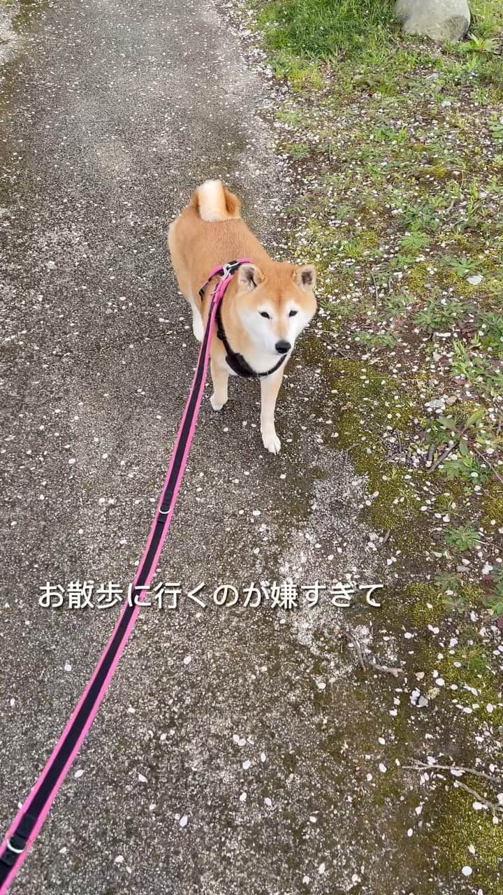 マロたんのインスタグラム：「行きと帰りで全然違う犬 お散歩撲滅委員会どこですか #shiba #shibainu #柴犬」