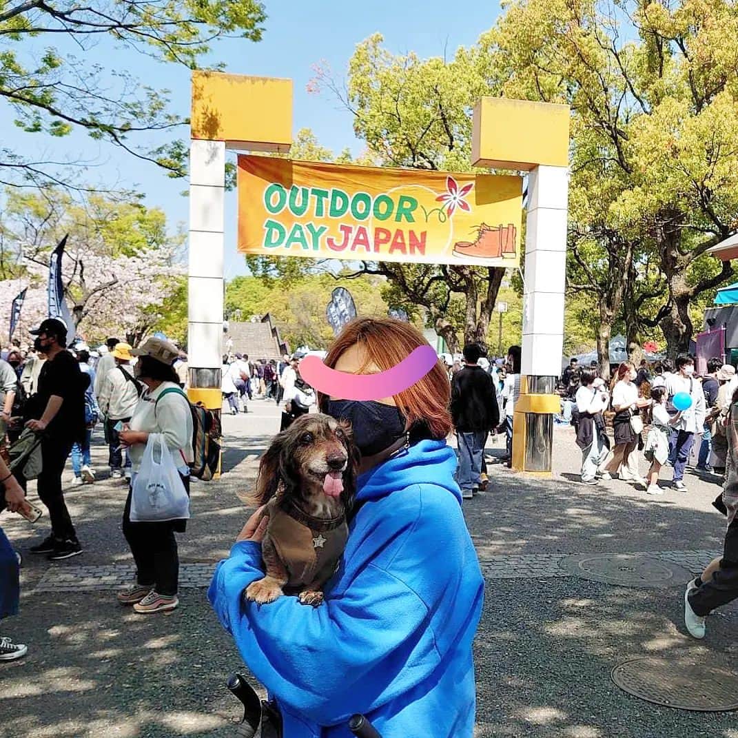 Erikaさんのインスタグラム写真 - (ErikaInstagram)「本日は朝早くから #アウトドアデイジャパン東京 へ。 開場前から人多くてさすがキャンプブーム😅 楽しい時間を過ごしたのでありましたとさ。 . . . . @erika__1110 かーちゃん別アカウント 🌿とか🍶とかね。 . #犬の車椅子 #18歳 #笑顔の犬 #全盲犬 . ・････━━━━━━━━━━━････・ #ダックスフンド #ダックス #ミニチュアダックス #チョコダップル #dachshund #dachs #dog #dogstagram  #instadog #高齢犬 #一人と一匹 #お留守番犬 #留守番犬 #dogwheelchair #失明犬 #お留守番犬ホッピーの日々 #老犬 #シニア犬 #老犬との生活 #老犬ダックス #犬と暮らす #老犬との暮らし #クッシング症候群 #犬の緑内障 #ハイシニア犬 ・････━━━━━━━━━━━････」4月1日 16時23分 - erika_hoppy