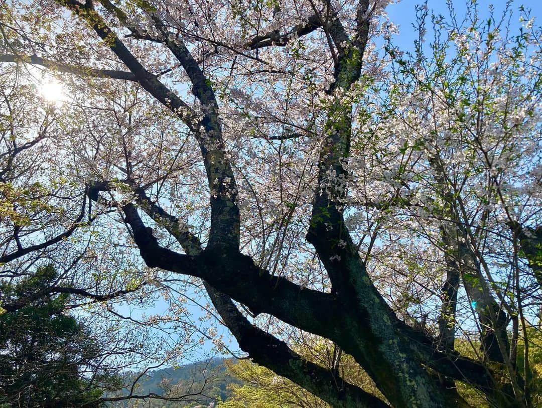 大澄れい（大崎緑）さんのインスタグラム写真 - (大澄れい（大崎緑）Instagram)「春ですね〜🌸 皆さまいかがお過ごしですか〜？  今日は久しぶりに会う母と休日を過ごしました♪  桜を愛でながらの美味しいピッツァ（マルゲリータ卵のせ & クアトロフォルマッジ）😋🍕 安納芋のポタージュも美味しかった〜！  からの、 近くを少しお散歩。  私の穴場の絶景ポイントへ。  京の西山から京都市内はもちろん、奈良や大阪まで見渡せます。 いつきても本当にいい景色！  穏やか〜な春の休日でした〜。  #京都 #大枝沓掛 #ピッコリーノ #ピッツァ #お花見」4月1日 16時40分 - midori.ozaki
