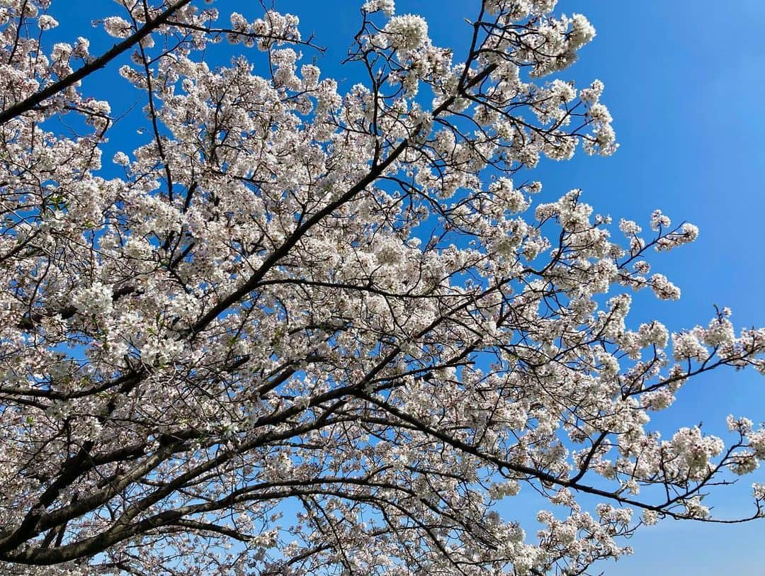 大澄れい（大崎緑）さんのインスタグラム写真 - (大澄れい（大崎緑）Instagram)「春ですね〜🌸 皆さまいかがお過ごしですか〜？  今日は久しぶりに会う母と休日を過ごしました♪  桜を愛でながらの美味しいピッツァ（マルゲリータ卵のせ & クアトロフォルマッジ）😋🍕 安納芋のポタージュも美味しかった〜！  からの、 近くを少しお散歩。  私の穴場の絶景ポイントへ。  京の西山から京都市内はもちろん、奈良や大阪まで見渡せます。 いつきても本当にいい景色！  穏やか〜な春の休日でした〜。  #京都 #大枝沓掛 #ピッコリーノ #ピッツァ #お花見」4月1日 16時40分 - midori.ozaki