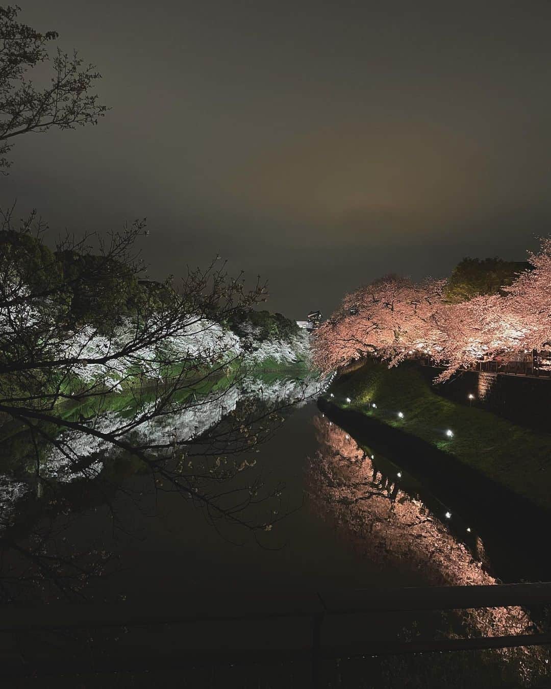 asakoshimojimaのインスタグラム：「- 消灯20分前に滑り込んだ千鳥ヶ淵。 今年もとっても綺麗でした🌸  #千鳥ヶ淵 #四季」