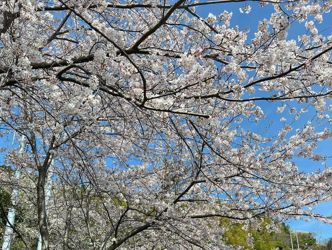 重長智子さんのインスタグラム写真 - (重長智子Instagram)「. . 🌸桜の癒しスポット🌸 . 高草山の笛吹段公園は 静かに桜を楽しめる場所です☺️ 今、満開です‼︎ . 何と言っても、 焼津市の絶景&空気が美味しい❤️ . 遊具はないですが、 ピクニック気分を味わえたり 公園内を散策できます🌷 . . #焼津市 #笛吹段公園 #絶景 #桜スポット #訂正しました #ご指摘ありがとうございます！」4月1日 16時50分 - tomoko_shigenaga