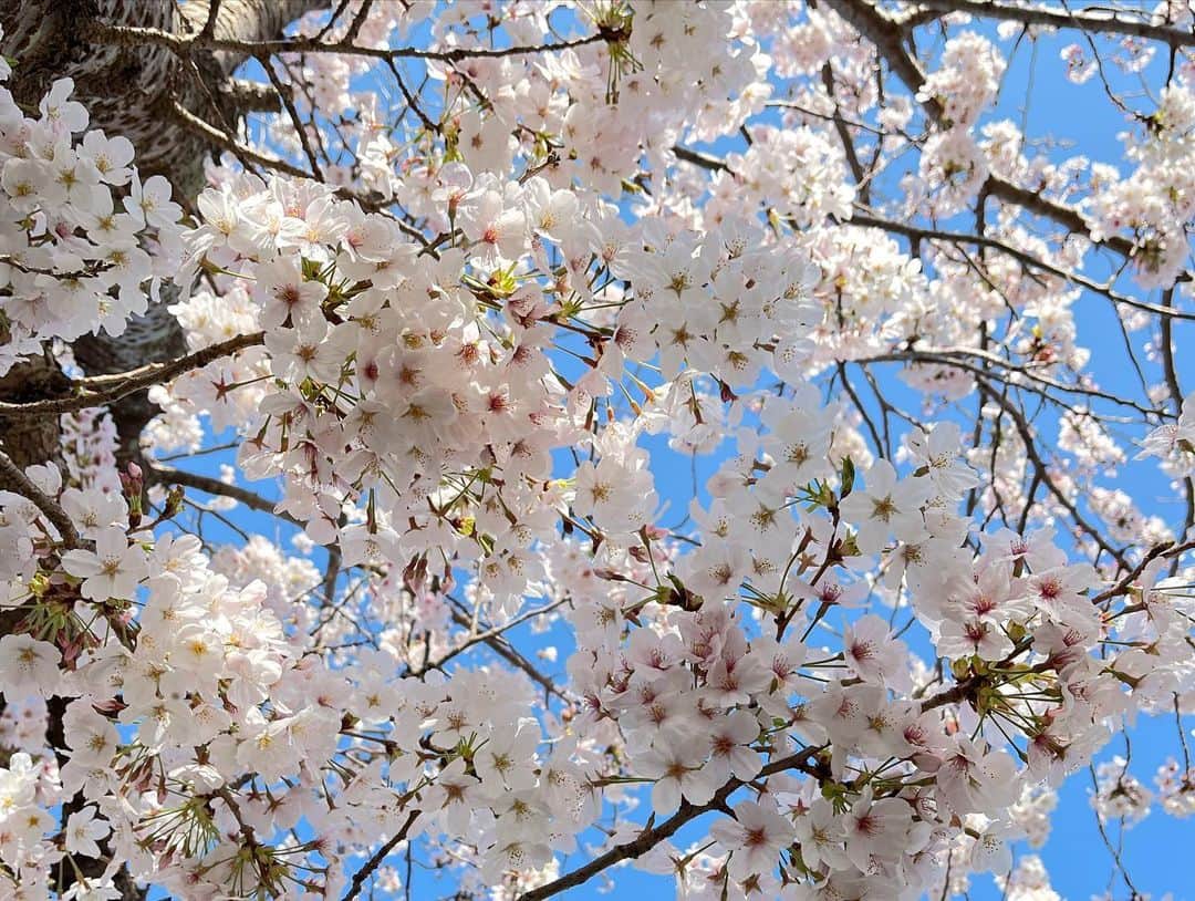 重長智子さんのインスタグラム写真 - (重長智子Instagram)「. . 🌸桜の癒しスポット🌸 . 高草山の笛吹段公園は 静かに桜を楽しめる場所です☺️ 今、満開です‼︎ . 何と言っても、 焼津市の絶景&空気が美味しい❤️ . 遊具はないですが、 ピクニック気分を味わえたり 公園内を散策できます🌷 . . #焼津市 #笛吹段公園 #絶景 #桜スポット #訂正しました #ご指摘ありがとうございます！」4月1日 16時50分 - tomoko_shigenaga