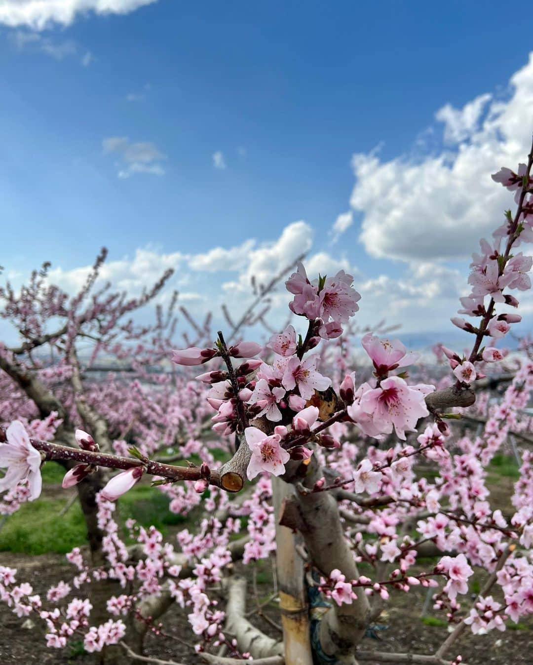 小林由依さんのインスタグラム写真 - (小林由依Instagram)「* 地元でのお花見🕊 ⁡ 今日、山梨学院がセンバツ優勝したから ちょうどいいタイミングで 地元ネタ投稿できるの嬉しい⚾️♡ ⁡ ⁡ この八代ふるさと公園での写真、 去年も行って投稿したんだけど、 すごい反響あったんだよね☺️ ⁡ 桃の花と桜と甲府盆地が見渡せる ほんとに絶景の穴場🌸 ⁡ だったんだが、 最近人々に知られてきてしまって混んでるぜ…🥹笑笑 ⁡ ⁡ ⁡ この日は普段あんまり着たことのないコーデに 挑戦してみた💙🙏　 ⁡ たまにはボーダーも爽やかさが出ていいかも🐬 ⁡ ⁡ 鼻もだいぶ落ち着いてきました❤︎ まだ夜寝るときは一応ギブスと鼻栓つけてるよ👀 ⁡ ⁡ ⁡ . . . . . ⁡ ⁡ #花見 #お花見 #花見スポット #お花見スポット #花見コーデ #お花見コーデ #夜桜 #桜 #桜スポット #桜並木 #山梨旅行 #山梨観光 #山梨 #笛吹市 #yamanashi #fuefukicity #八代ふるさと公園 #笛吹市八代ふるさと公園 #甲府盆地 #桜ライトアップ #山梨桜スポット #山梨学院 #桜の名所 #ZARAコーデ #ザラ #帽子 #ショートボブ #ニット #ボーダーニット #ボーダーコーデ」4月1日 17時00分 - yui.minny.now