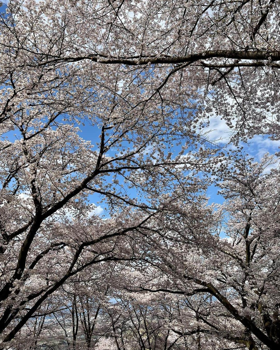 小林由依さんのインスタグラム写真 - (小林由依Instagram)「* 地元でのお花見🕊 ⁡ 今日、山梨学院がセンバツ優勝したから ちょうどいいタイミングで 地元ネタ投稿できるの嬉しい⚾️♡ ⁡ ⁡ この八代ふるさと公園での写真、 去年も行って投稿したんだけど、 すごい反響あったんだよね☺️ ⁡ 桃の花と桜と甲府盆地が見渡せる ほんとに絶景の穴場🌸 ⁡ だったんだが、 最近人々に知られてきてしまって混んでるぜ…🥹笑笑 ⁡ ⁡ ⁡ この日は普段あんまり着たことのないコーデに 挑戦してみた💙🙏　 ⁡ たまにはボーダーも爽やかさが出ていいかも🐬 ⁡ ⁡ 鼻もだいぶ落ち着いてきました❤︎ まだ夜寝るときは一応ギブスと鼻栓つけてるよ👀 ⁡ ⁡ ⁡ . . . . . ⁡ ⁡ #花見 #お花見 #花見スポット #お花見スポット #花見コーデ #お花見コーデ #夜桜 #桜 #桜スポット #桜並木 #山梨旅行 #山梨観光 #山梨 #笛吹市 #yamanashi #fuefukicity #八代ふるさと公園 #笛吹市八代ふるさと公園 #甲府盆地 #桜ライトアップ #山梨桜スポット #山梨学院 #桜の名所 #ZARAコーデ #ザラ #帽子 #ショートボブ #ニット #ボーダーニット #ボーダーコーデ」4月1日 17時00分 - yui.minny.now