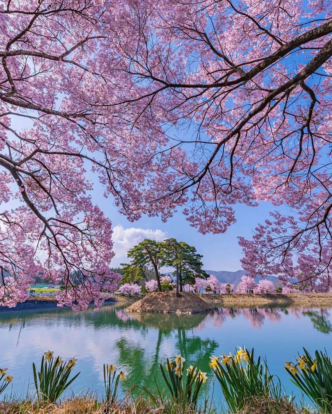 ?長野県 観光 公式インスタグラム さんのインスタグラム写真 - (?長野県 観光 公式インスタグラム Instagram)「// Photo by @tsumizo  池周辺に桜が咲き誇る 「六道の堤」　 ＠伊那市  隠れた桜の名所として 知られる「六道の堤」  池の周囲には桜が植えられ 地元住民のお花見の場として人気です🌸✨️ 例年の見頃は4月上旬～中旬💕✨️  晴天の日には中央アルプスを一望でき 風が凪いだ日には美しい水鏡が現れますよ🏔✨️  ＊） 開花状況など詳細は現地観光協会などにご確認ください。  ＝＝＝＝＝＝＝＝＝  Rokudo no Tsutsumi (Ina City)  Rokudo no Tsutsumi is a lesser-known cherry blossom spot in Ina City.  The pond is surrounded by cherry trees, and during early to mid-April when the trees are in bloom, it is a popular hanami spot among locals.  On a calm, clear day, you can see the Central Japanese Alps reflected in the pond’s surface.  *For up-to-date bloom information, please contact the local tourism association.  ＿＿＿＿＿＿＿＿＿　  Location / Ina City , Nagano , Japan   #おうちでながの #長野のいいところ #六道の堤 #桜の名所 #伊那市」4月1日 17時01分 - nagano_japan