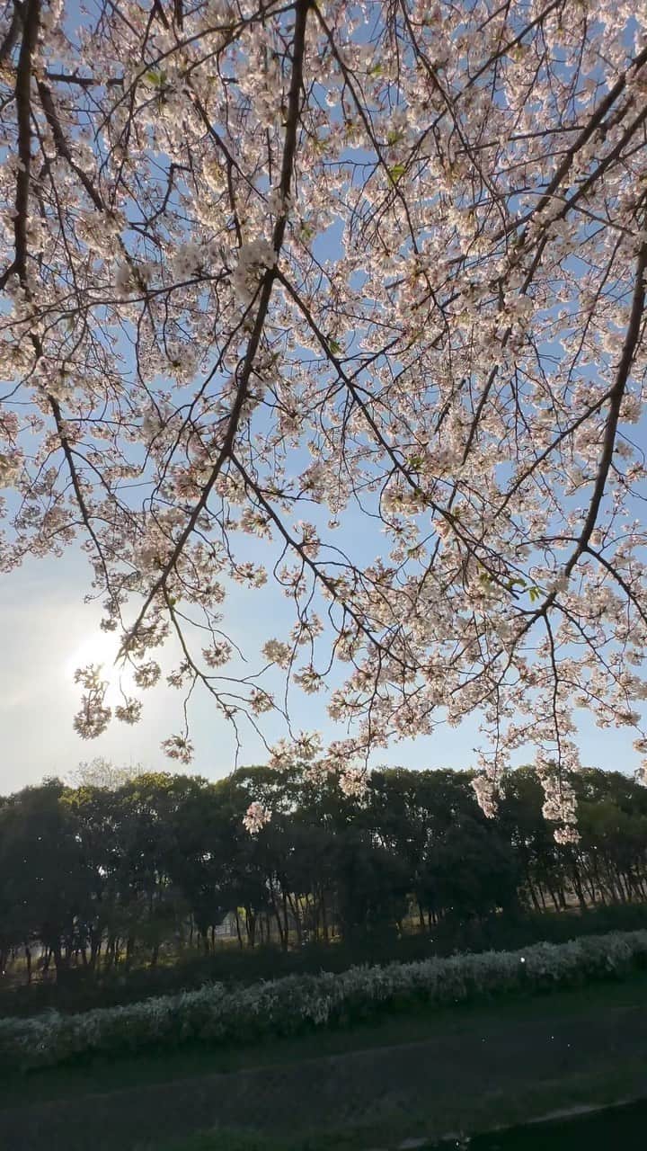 エミ ペインのインスタグラム：「地元の桜2023🌸  散る花弁も儚く綺麗♥️  #桜2023  #kyoto  #京都」